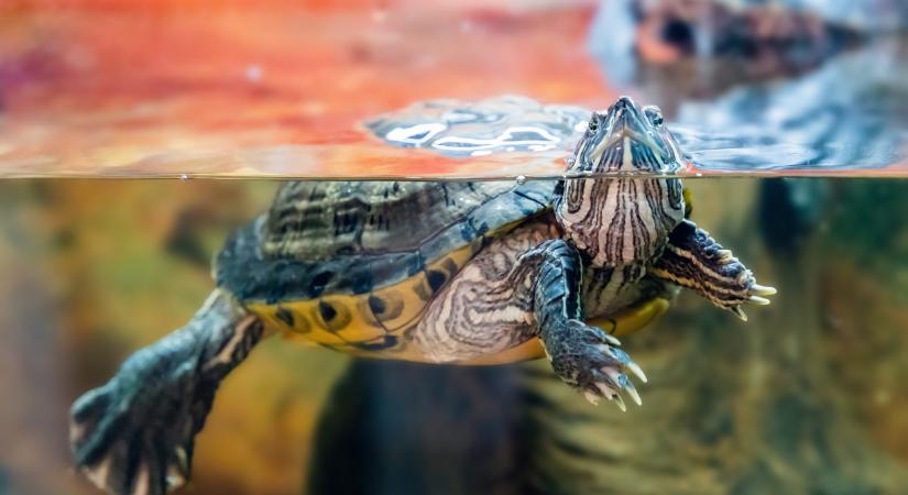 Óriási állat jelent meg a Tiszánál: ekkorát még nem láttál