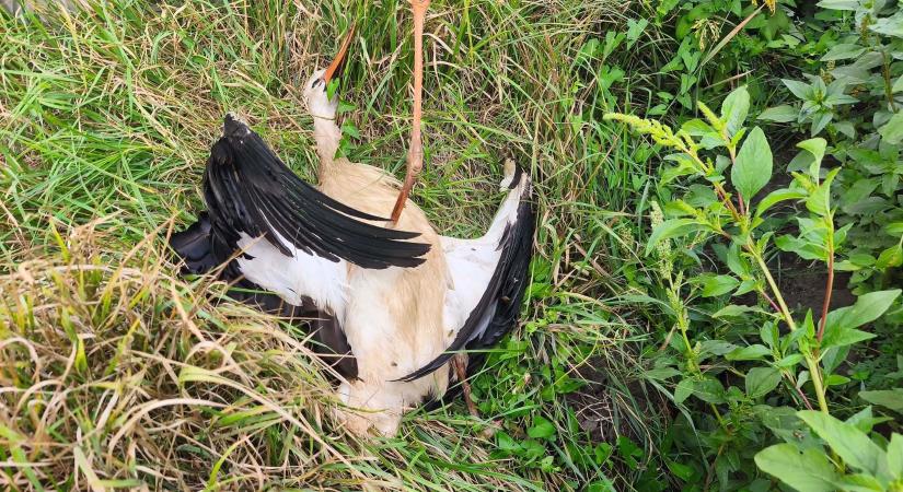 Tömegesen pusztulnak a gólyák Hatvan környékén