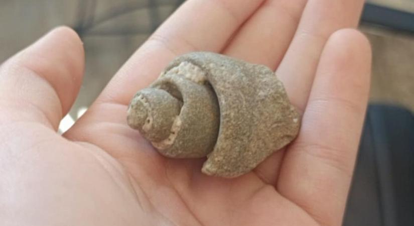 Ősi titkok nyomában – Fosszíliák a Bakony mélyéről, és a Pannon-tenger hagyatéka