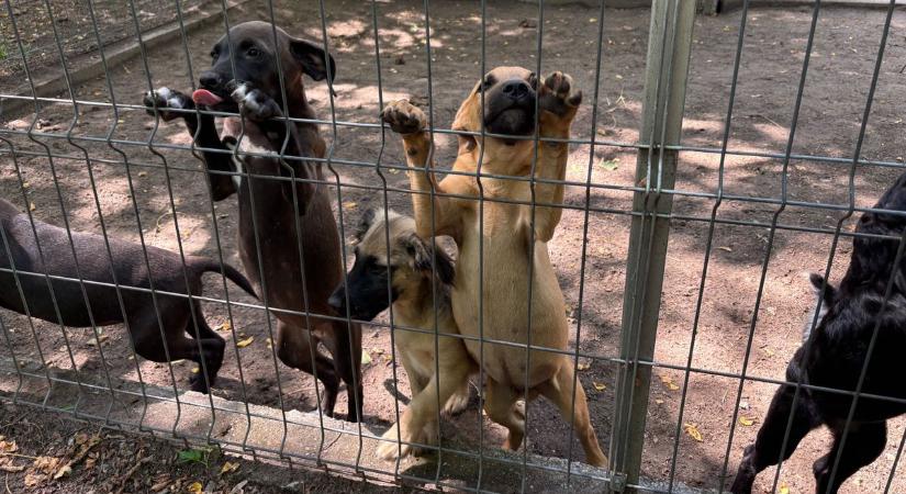 Örökbefogadás lépésről lépésre, ezt kell tudnod, mielőtt magadhoz vennél egy kisállatot – videóval