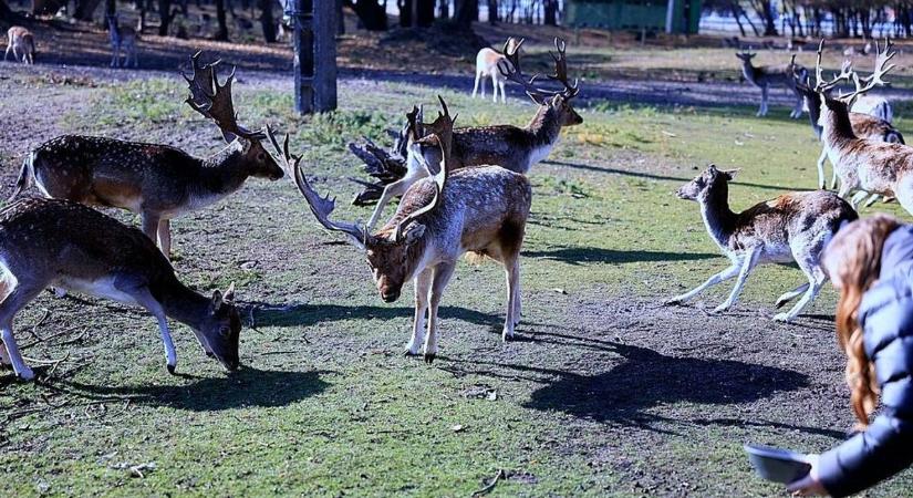 Ahol a gidák is a fáról reggeliznek, ilyen kedves jelenetet ritkán látni