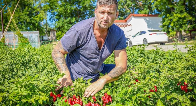 Beérett a chili paprika, elkezdődött a szezon a Nyéki-hegyen