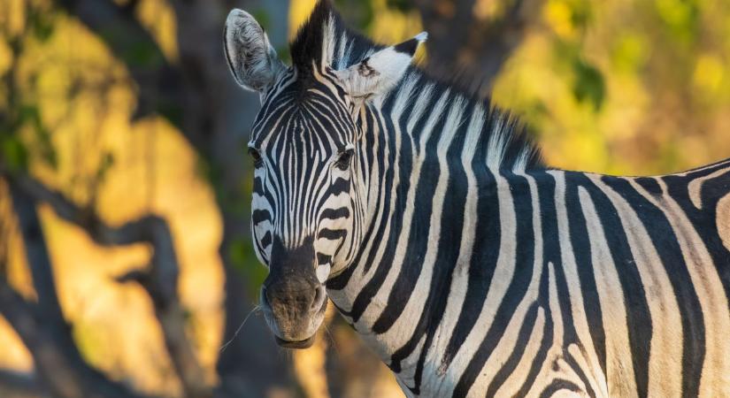 Kocsis Máté: a Zebra fog harcolni az áhírek ellen
