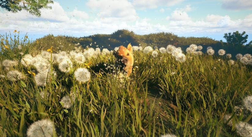 Gameplay-videón az Adorable Adventures, amiben egy cuki vaddisznót terelgethetsz