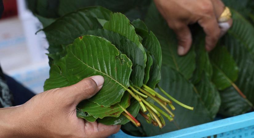 A kratom az új fájdalomcsillapító sláger – csakhogy életveszélyes