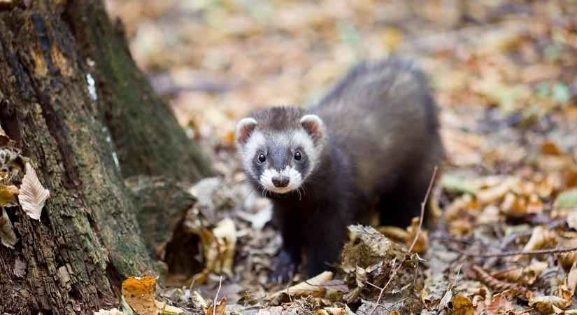 Brüsszel görények toborzását fontolgatja a patkányok ellen