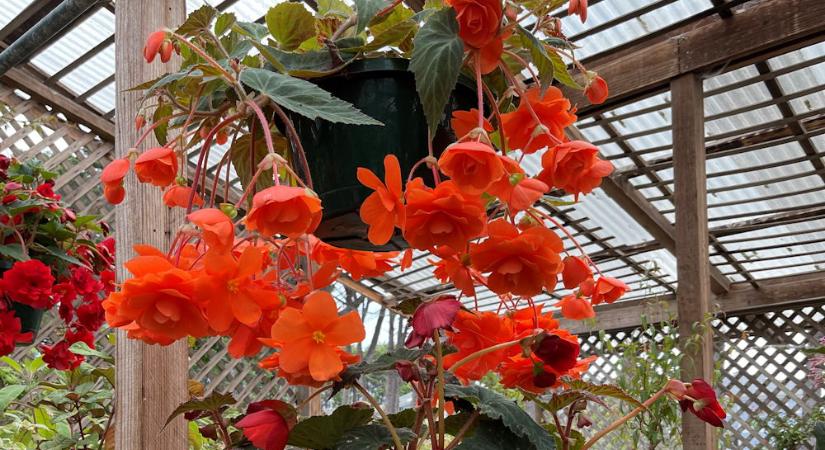 Szárazság után jön a bocsánatkérés – így ápold a kiszáradt dísznövényeidet