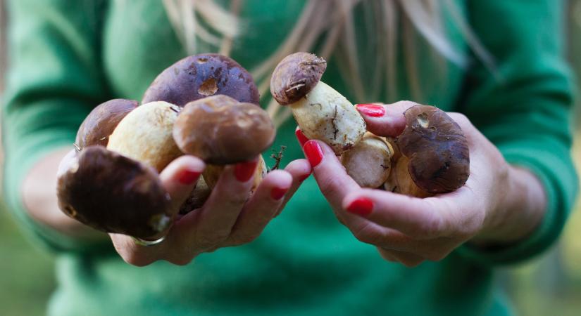 Mérgező vagy ehető gomba? Ha ez a kvíz jól megy, nem kell félned a mérgezéstől