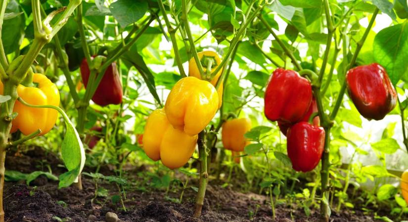 Padlizsán, paprika és görögdinnye vitte a prímet az idei szezonban