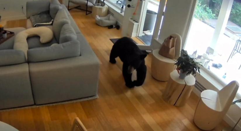 Csöppség kergette ki a megtermett medvét a családi házból – videó