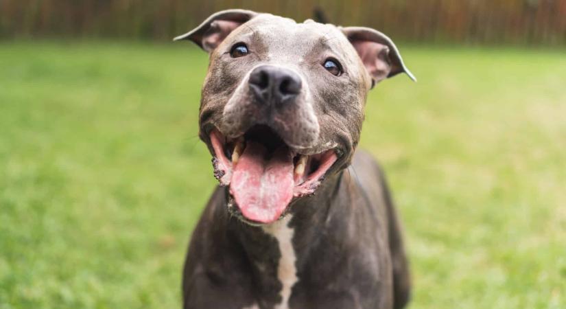 Nagy veszélyt vállalt a pitbull, hogy megmentse eszméletlen gazdáit