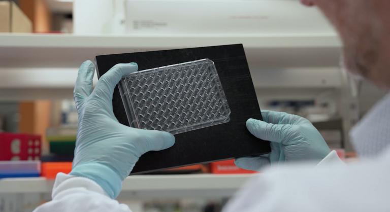 Laboratóriumban nevelnek apró szíveket
