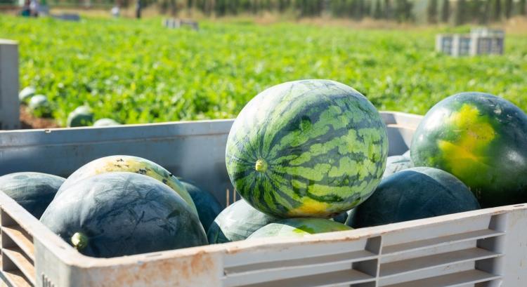 A klímaváltozás dacára emelkedő pályán a dinnyeágazat