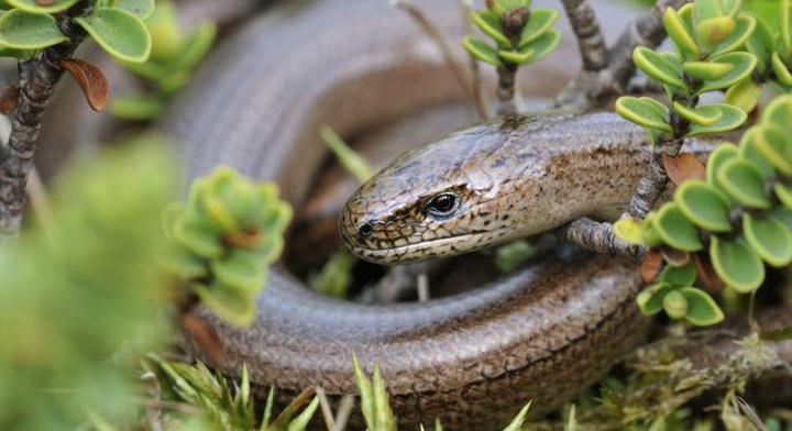 Ez a veszélyesnek tűnő állat riogatja a túrázókat a kedvelt magyar kirándulóhelyen