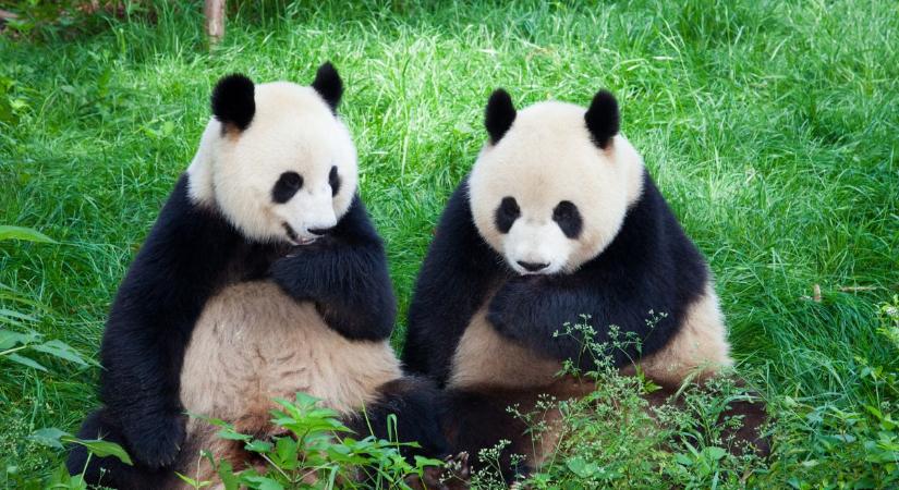Mi az a panda-szindróma, amely minden második párkapcsolatot veszélyezteti?