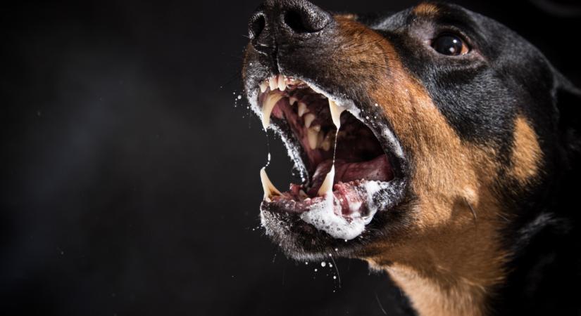 TRAGÉDIA: A család rottweilere marcangolta szét a kilencéves kisfiút