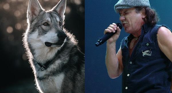 Az AC/DC klasszikus dalával riasztják el a farkasokat