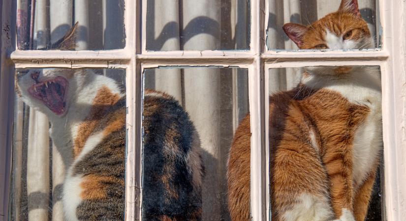 Mennyire ismered a macskák igényeit? – Kvíz