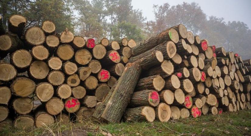 Élénkül a tűzifa piaca, érdemes figyelni az akciókat