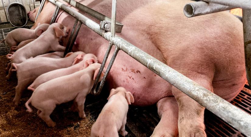 Drasztikus lépésre készül Kína: ez a teljes sertéságazatra hatással lehet