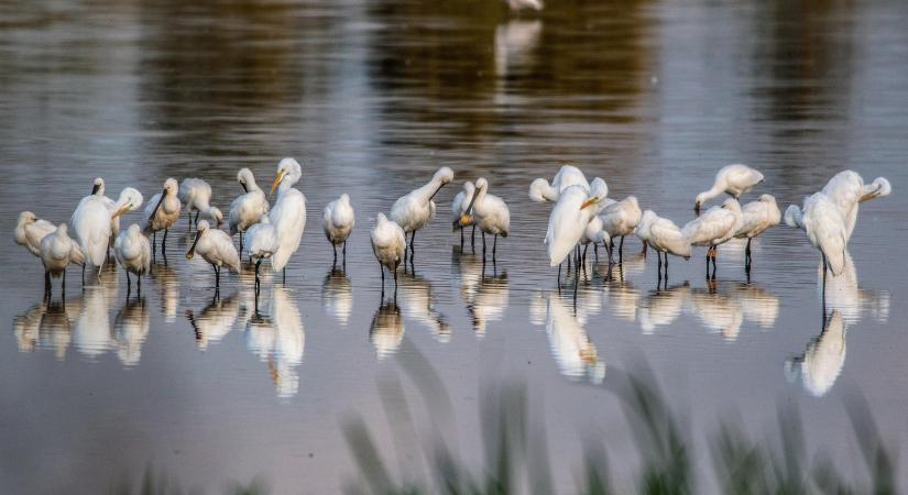 Idén is szép számmal költöttek kanalasgémek a Kis-Sárréten