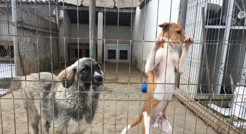 Ellopták az állatok vizét biztosító szivattyút a menhelyről, de az igazán meglepő fordulat ezután történt