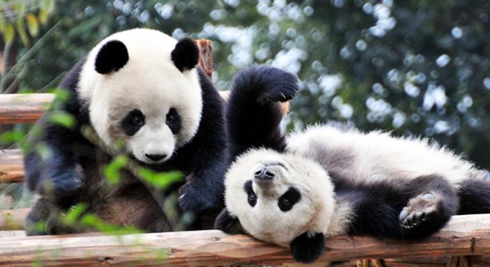 Pandatenyésztő és -kutató parkot hoznak létre Sanhsziban
