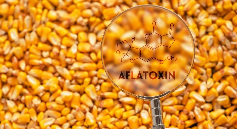 Aflatoxin: A kukorica aratásáig nem dőlhetnek hátra a somogyi gazdák