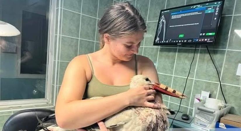 Egyedülálló műtétet hajtottak végre a Hortobágyon