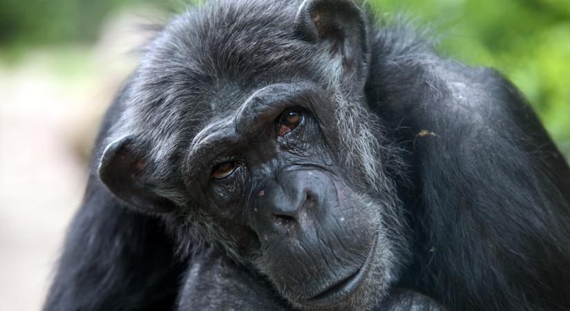 Merre tart az emberi evolúció? Érvényes még a Darwini elmélet?