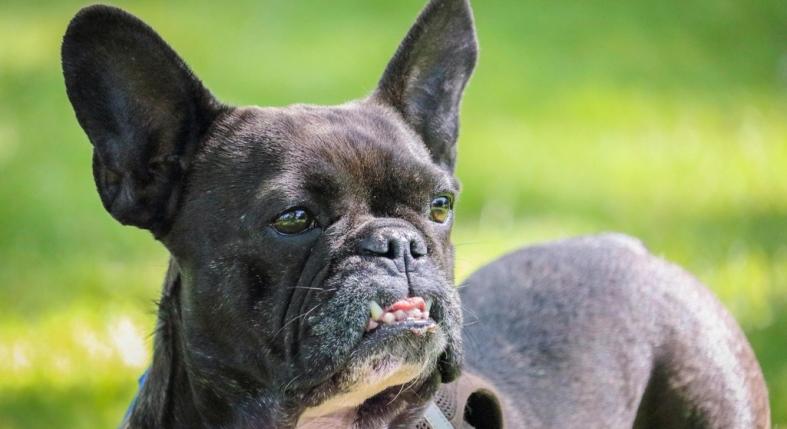 Petúnia, egy szőrtelen francia bulldog lett a világ legcsúnyább kutyája