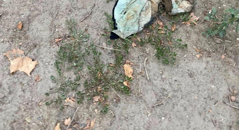 Macskatetemre bukkantak egy szegedi kutyafuttatóban