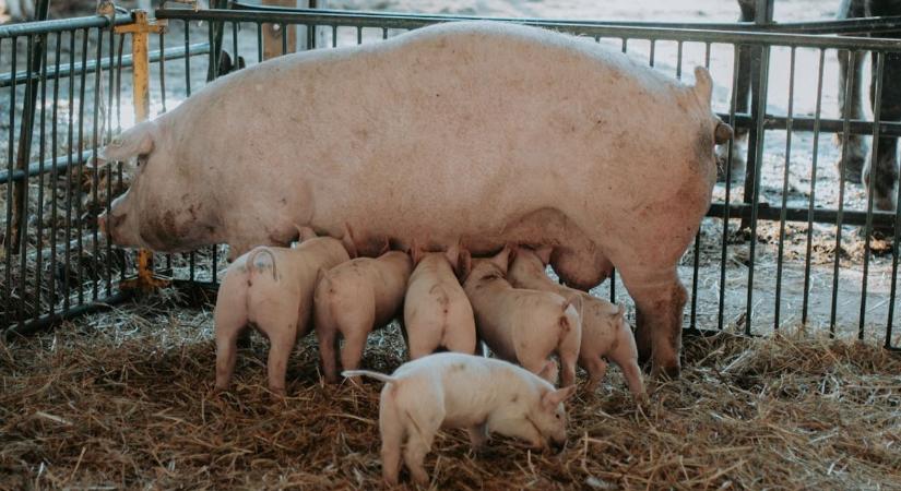 Válságban a sertéságazat: radikális állománycsökkentés jöhet