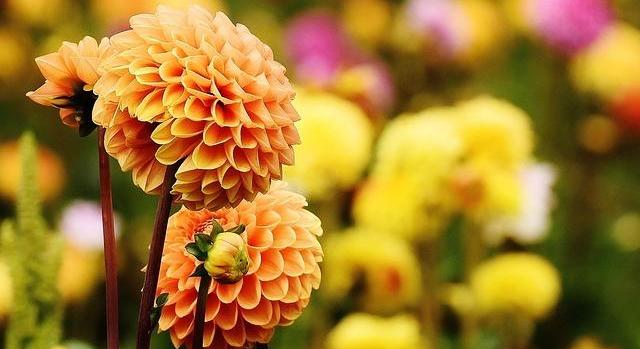 Agrárminisztérium: célzott támogatás segíti a díszkertész kisvállalkozókat