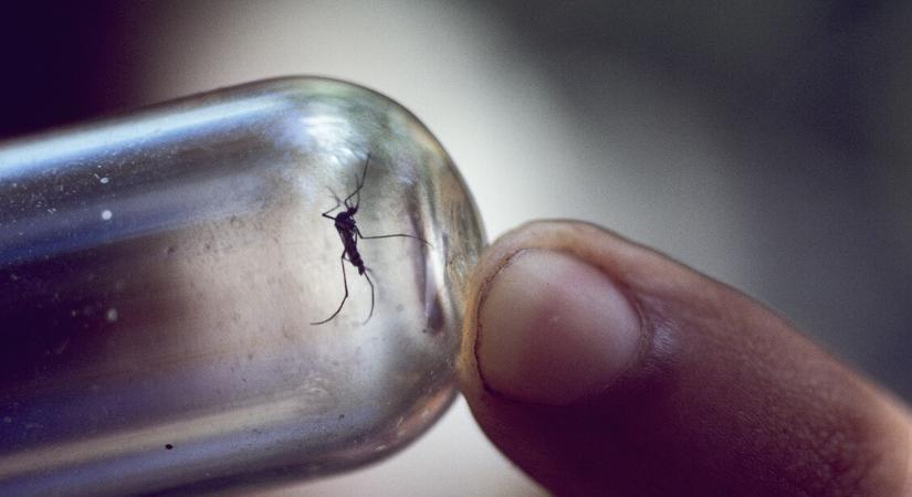 Ragályos pestis jelent meg Németországban – a szakértők 3 tanácsa életmentő lehet