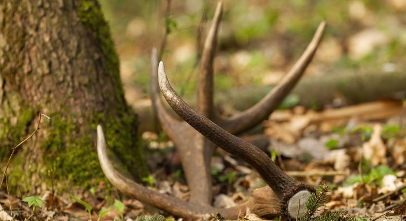 Mindenki erről a megható állatmentésről beszél