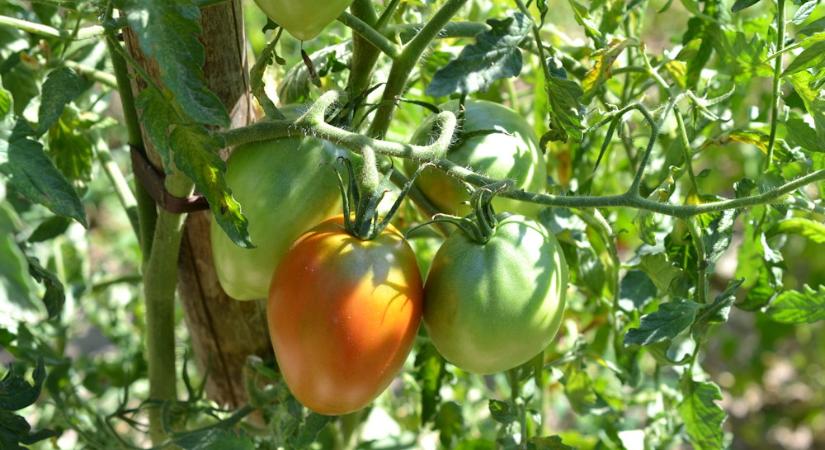 Mit csinálj a paradicsommal augusztus közepén? – Tippek a hosszabb szezonért