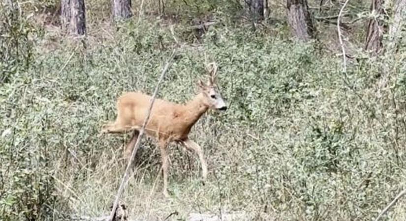 Videón a csoda a szomódi erdőben, őzbak lepte meg a természetjárót
