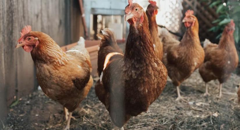 A baromfiudvar pszichológiája – Ki a főnök, és mitől lesz hiszti a tojáson?