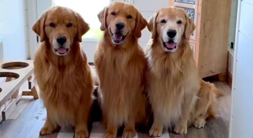 Tilos a golden retrievereknek a medencébe mennie: amit ezután "tesznek", pusztító - Videó