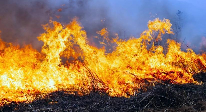 Nagy erőkkel oltják az égő tarlót Hódmezővásárhelynél