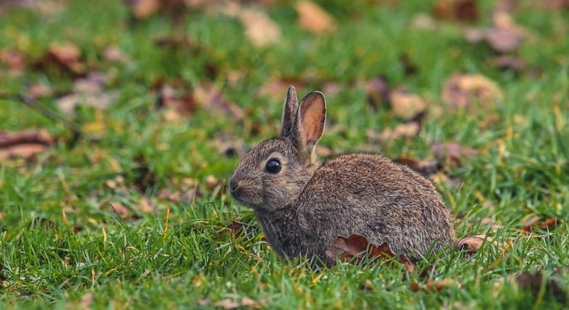 Nyúlpestis: fokozott veszélyben vannak a szabadtéri munkások