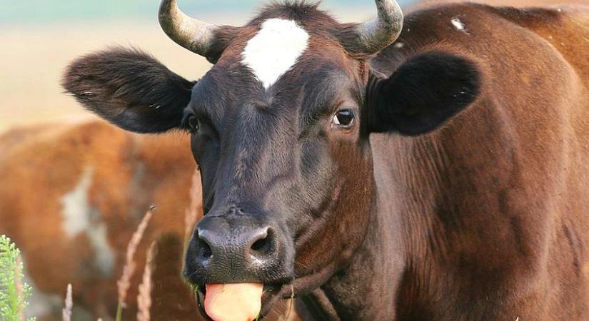 Ennyibe kerül az élő borjú és malac kilója