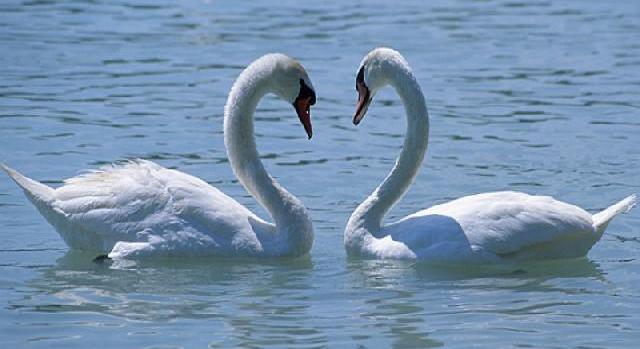 Mindent visz a Balaton