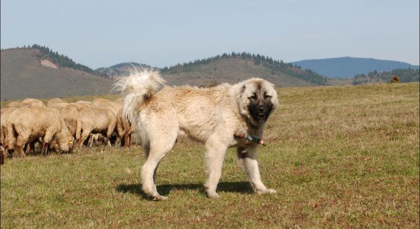 Éhes, harcias pásztorkutyák fenyegetik a túrázókat a hegyekben