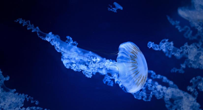 Medúza invázió miatt állítottak le egy atomerőművet