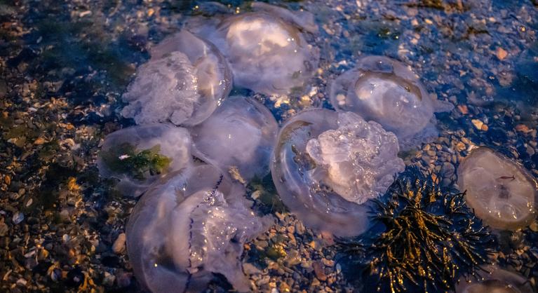 Medúzák miatt leállt Nyugat-Európa legnagyobb atomerőműve