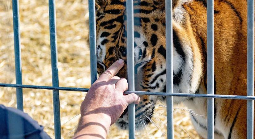 Bezáratták az engedély nélkül működő bihari magánállatkertet