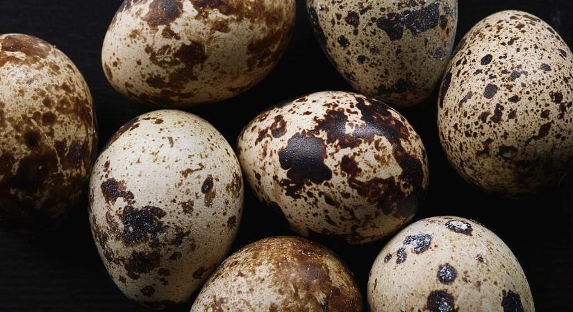 Meghökkentő felfedezését tettek az oroszok, a baromfiaágazat jövője a tét
