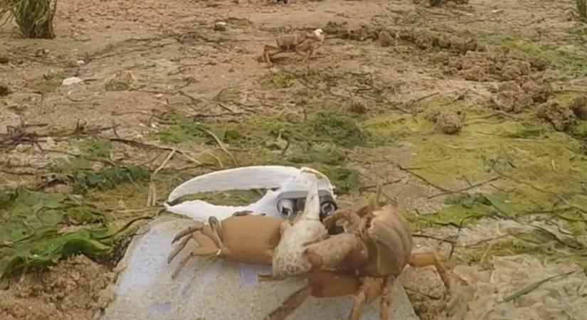 Meg akarták tudni, hogy viselkednek a rákok, erre az egyik hím letépte a robotrák ollóját – videó